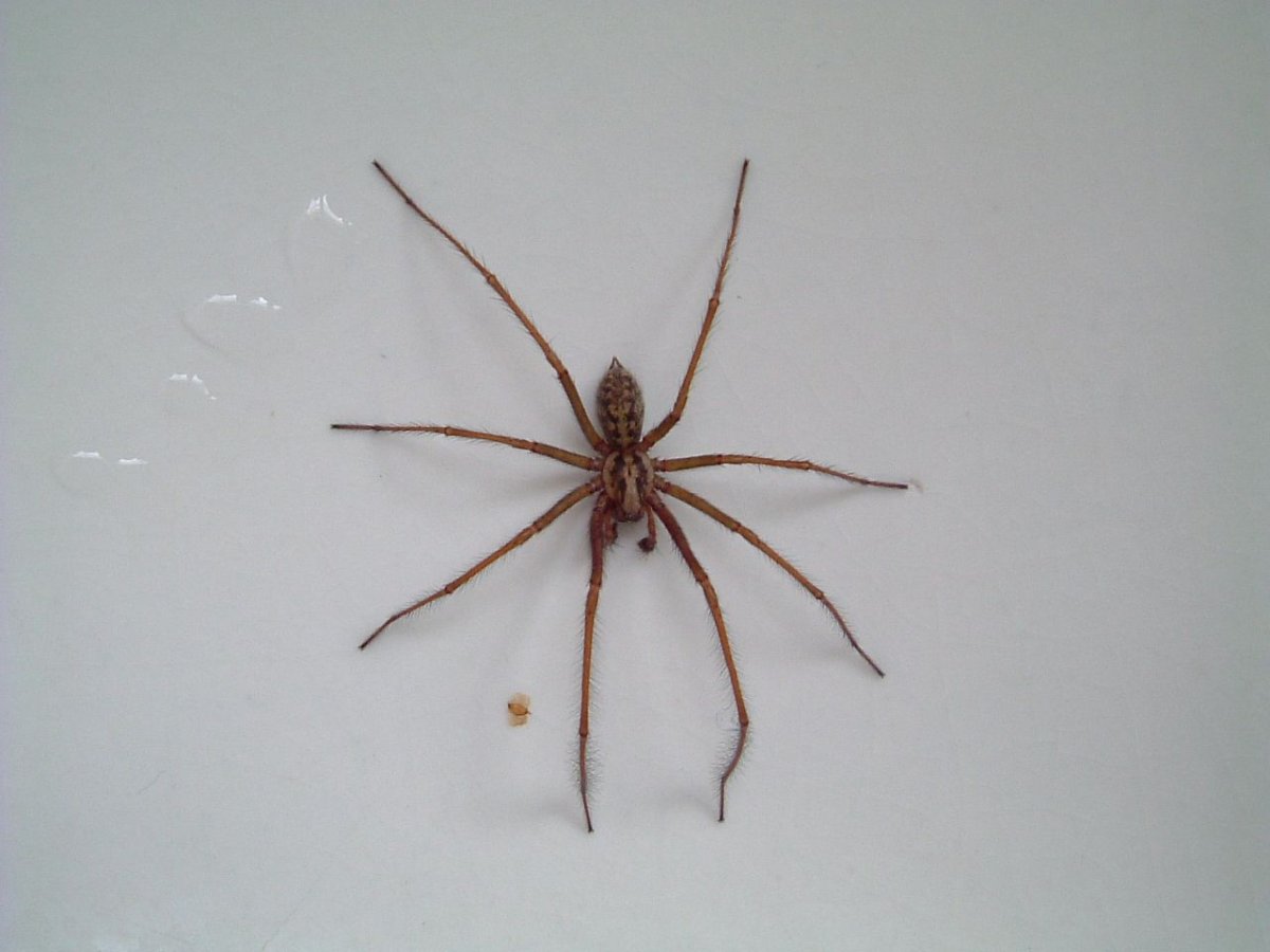 Пауки в доме