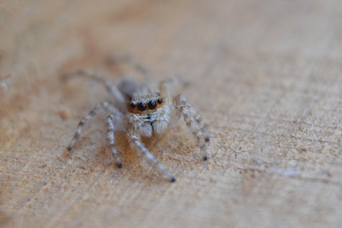 Leucorchestris arenicola