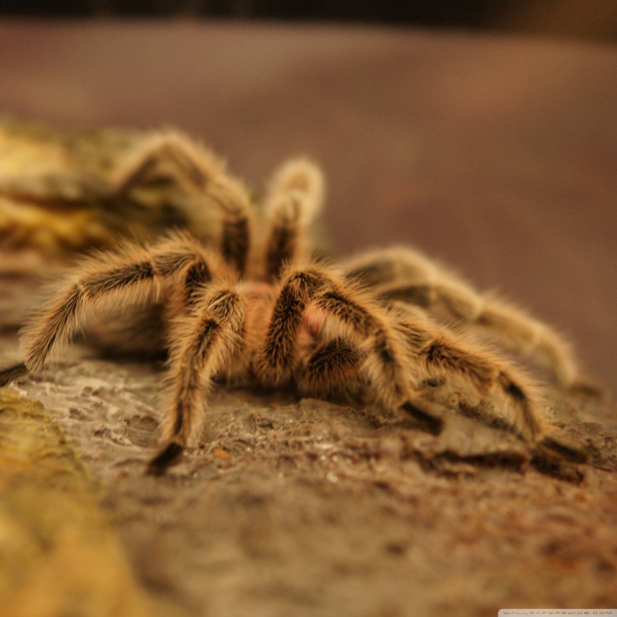 Желтый Тарантул