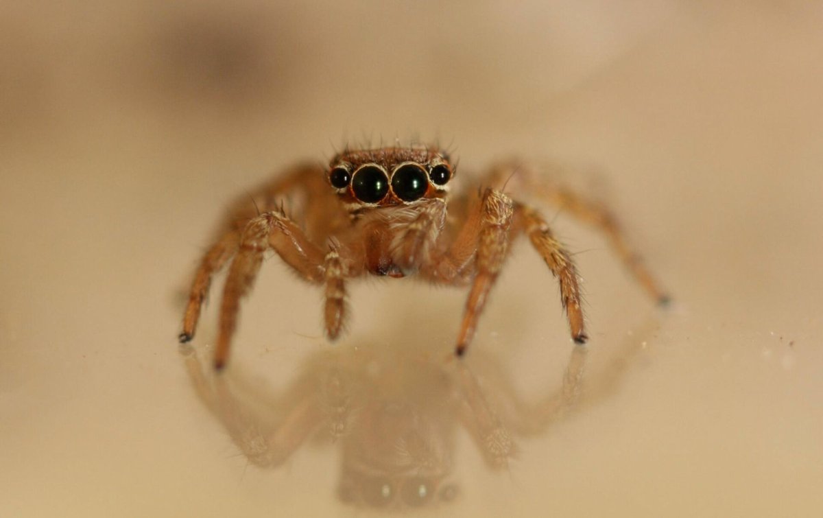 Маленький милый паучок