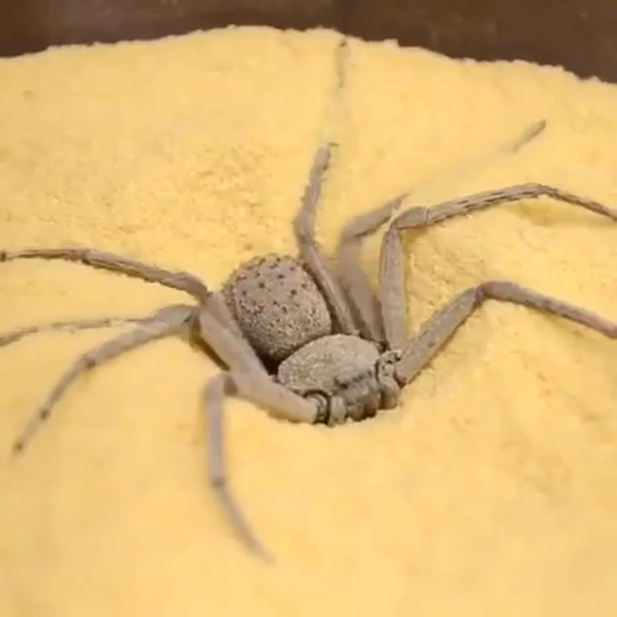 Песчаный паук Сикариус