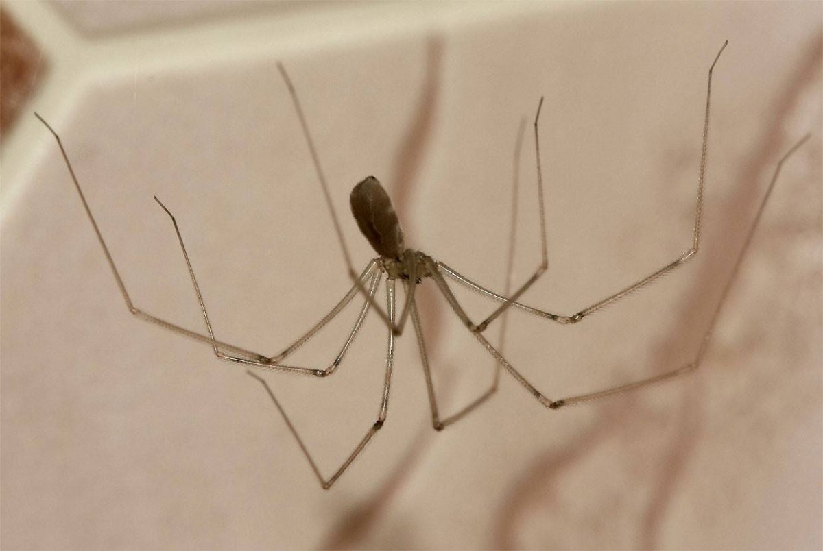 Паук сенокосец Домовой