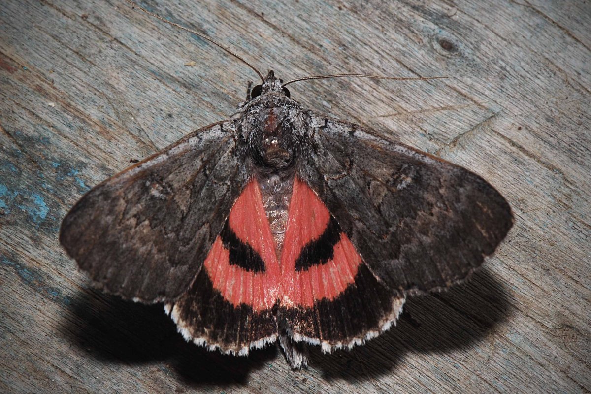 Голубая Ленточница бабочка