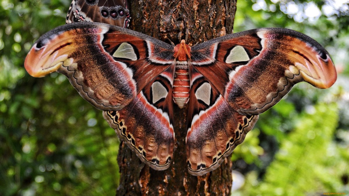 Бабочка Коцебу ядовитая