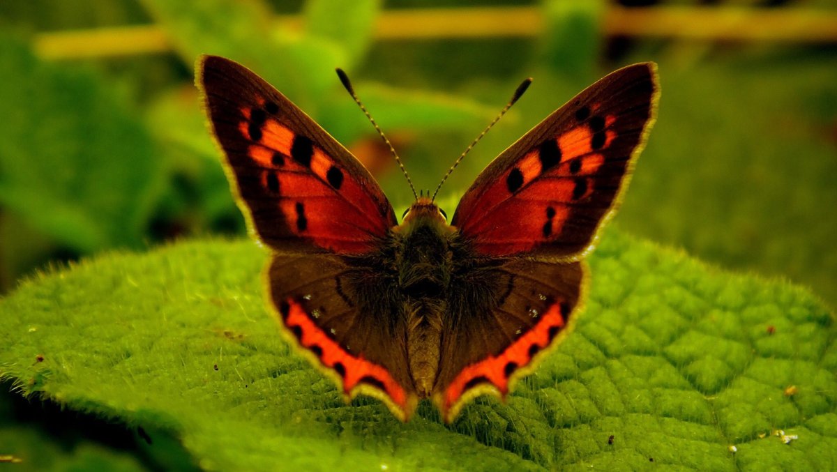 Ленточник Тополевый бабочка