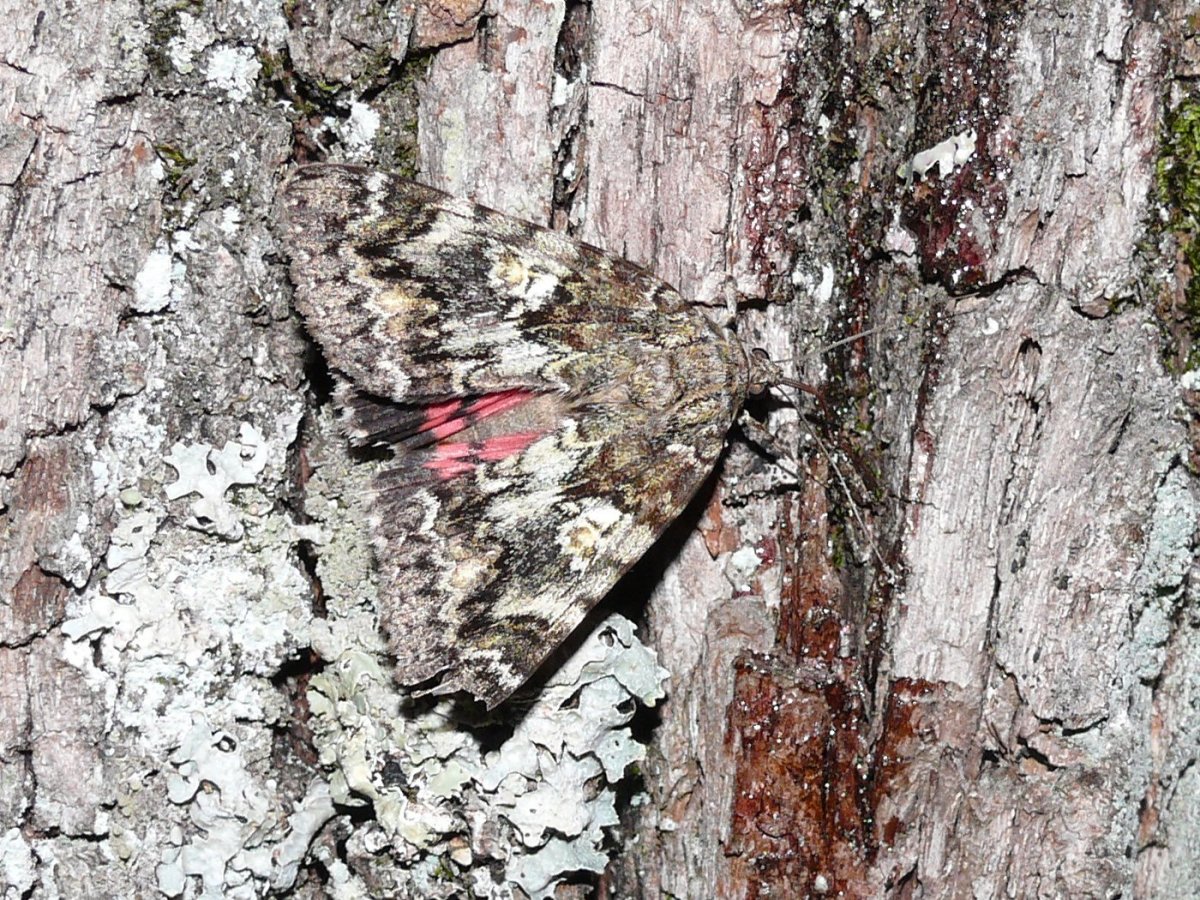 Бабочка Носса Палеарктическая