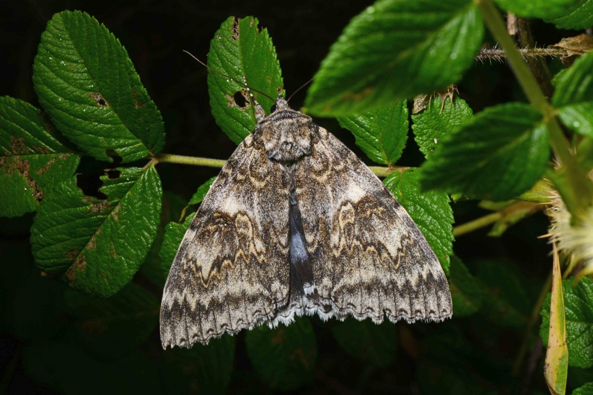 Ленточница Ивовая