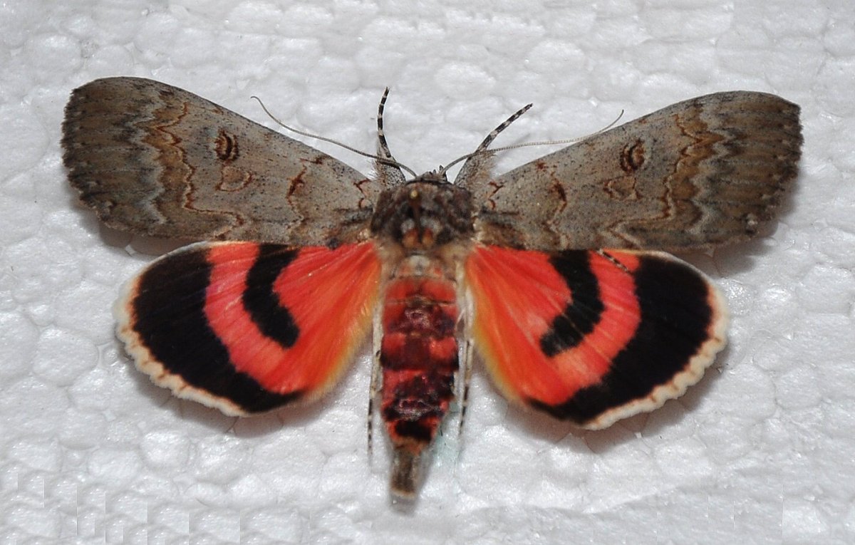 Ленточница в музее