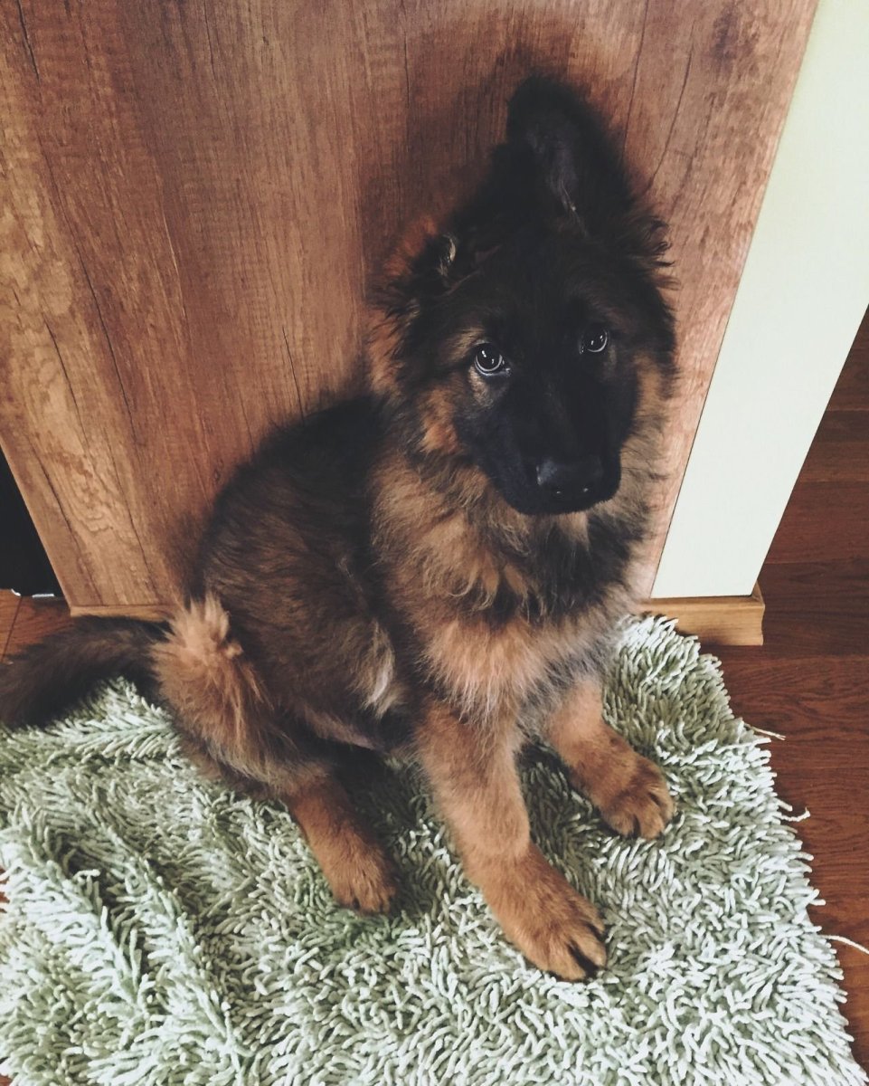 Доберман и Мерседес