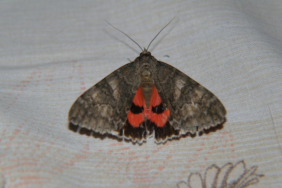 Ночная бабочка с красными крыльями