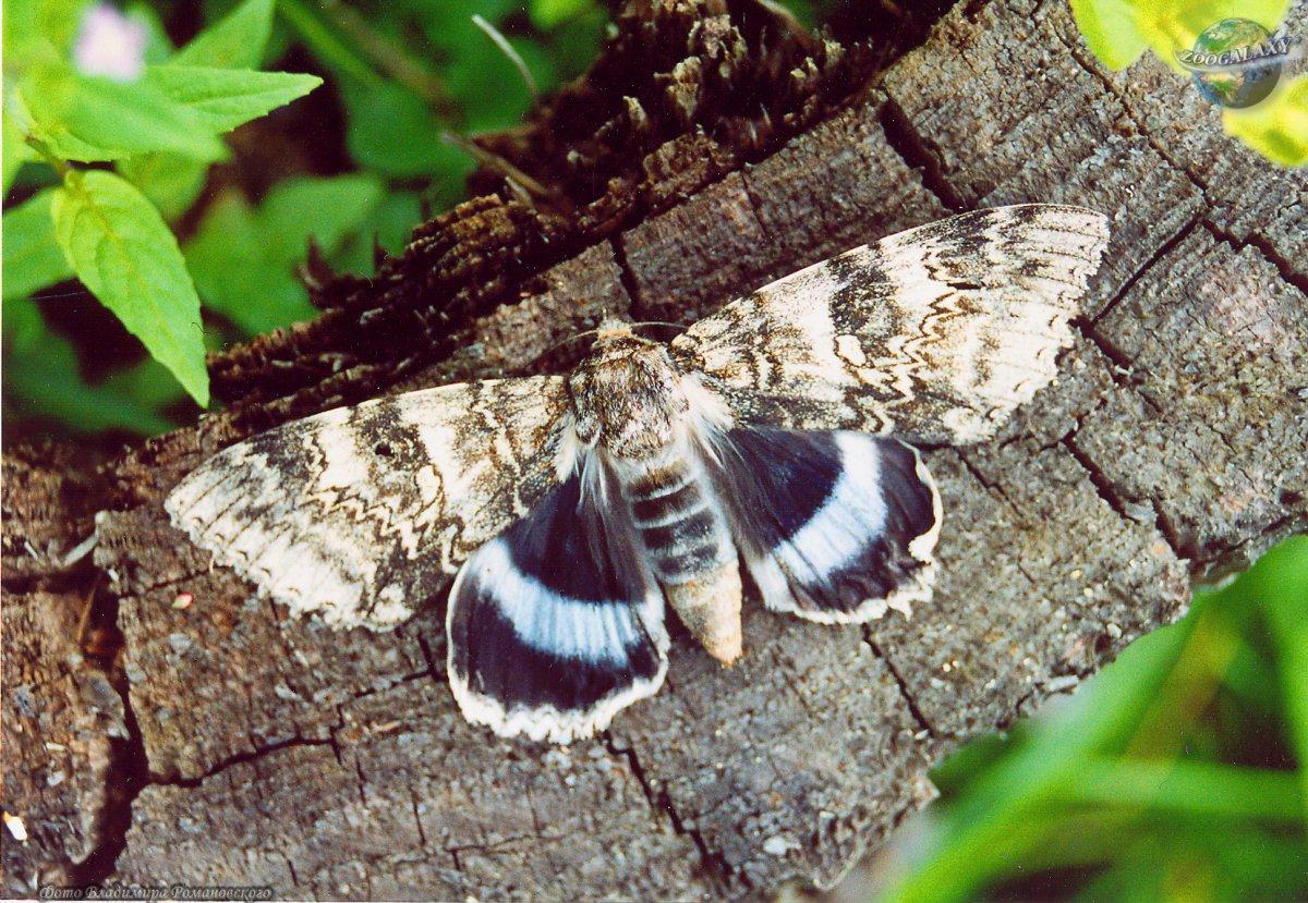 Ленточница красная самец