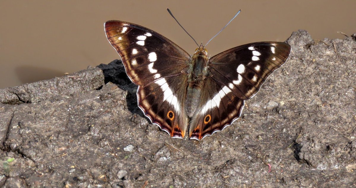 Зеринтия Поликсена бабочка