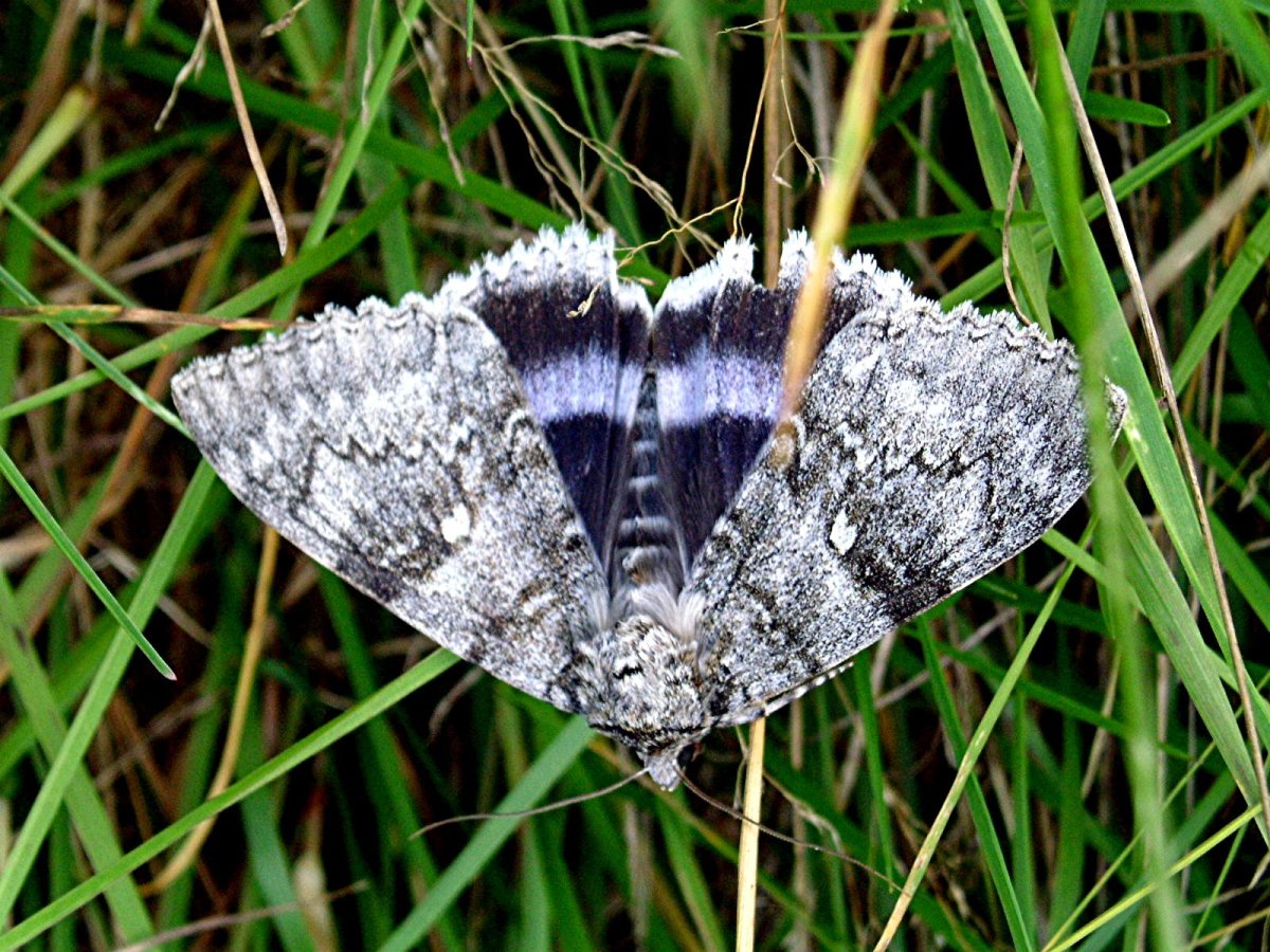 Голубая Ленточница (Catocala fraxini)