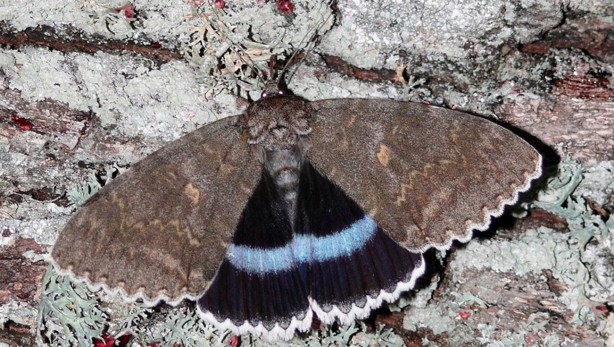 Голубая Ленточница (Catocala fraxini)