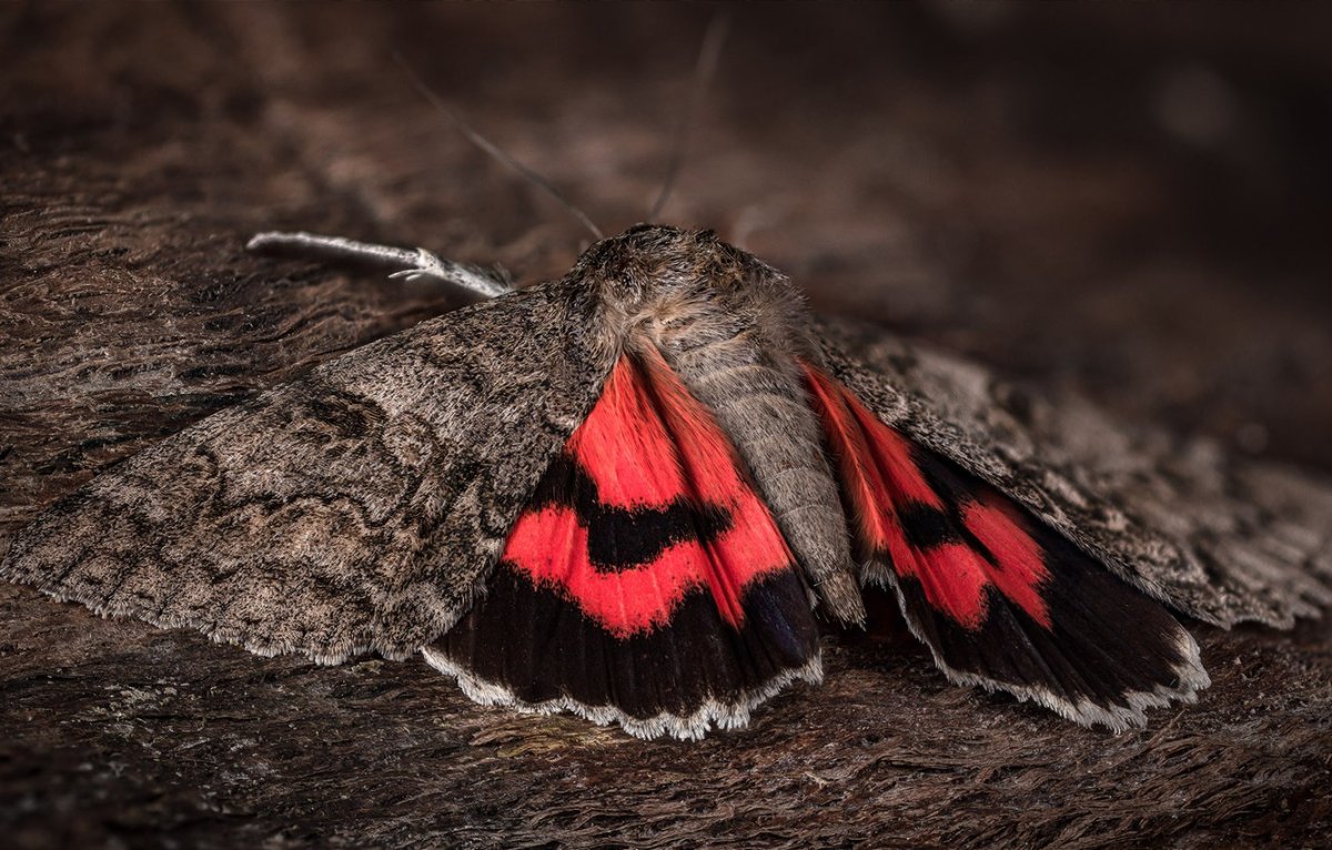 Мотылек фото на рабочий стол