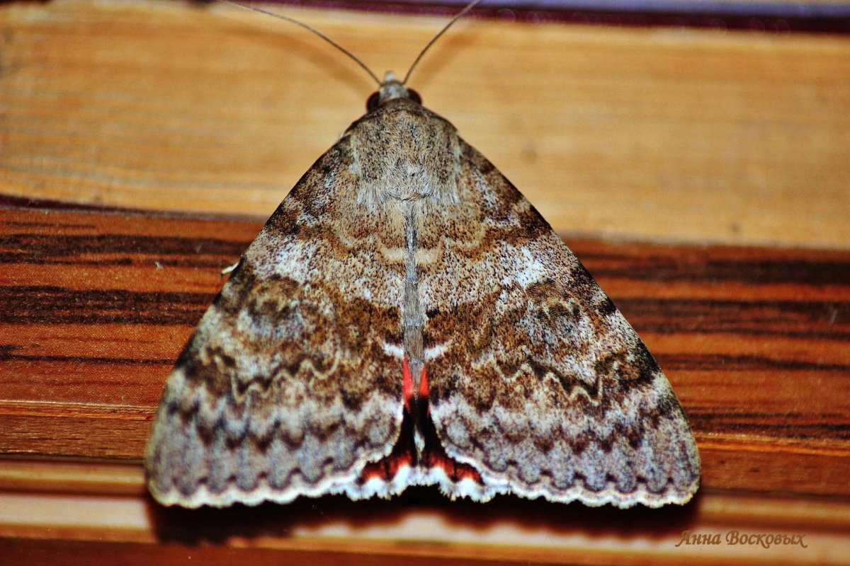 Dysgonia algira