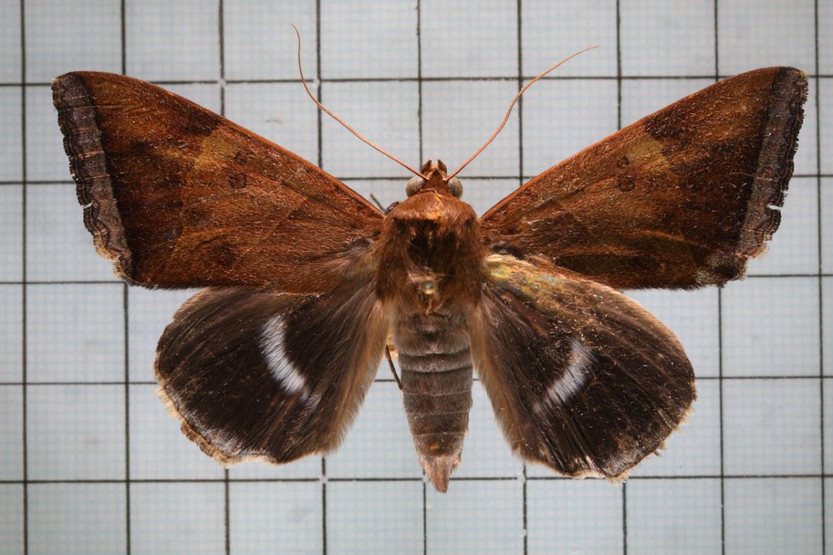 Бабочка ленточник