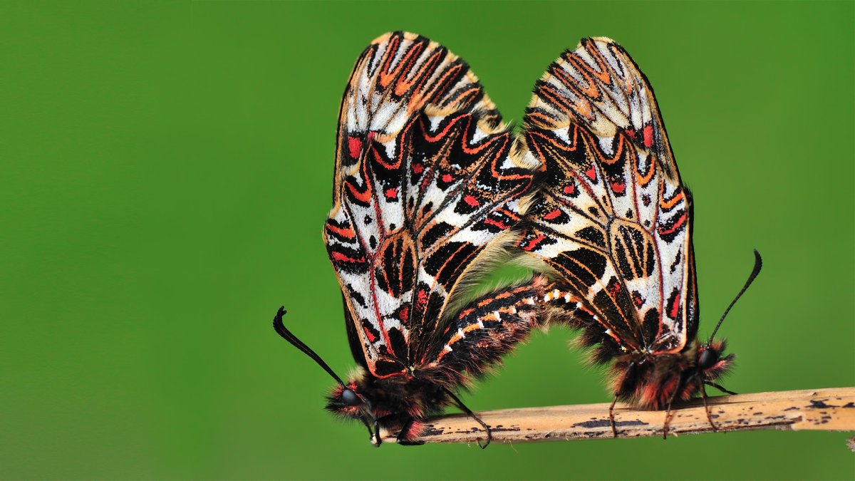 Оранжевый мотылек Бражник