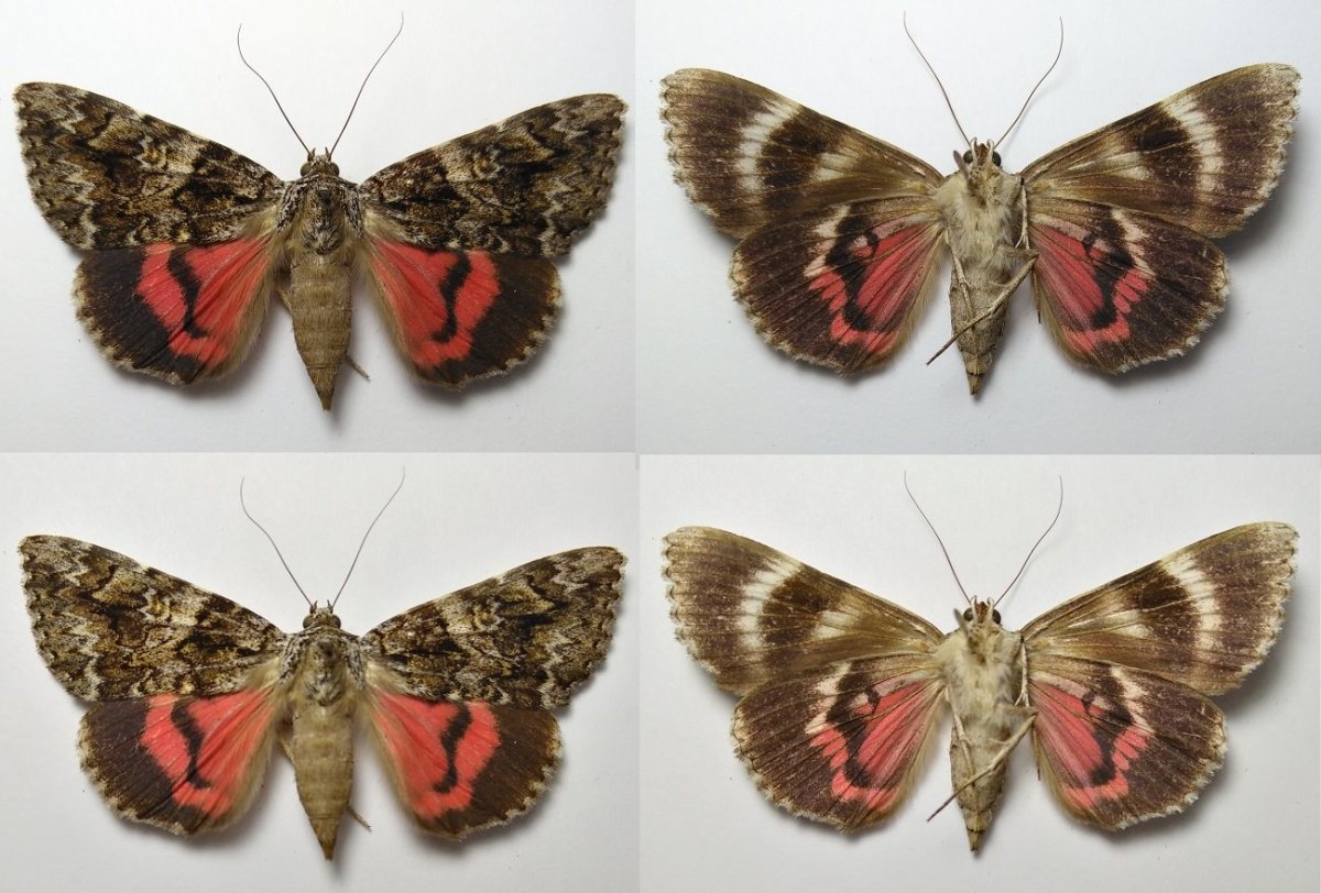 Бабочка горный Аполлон