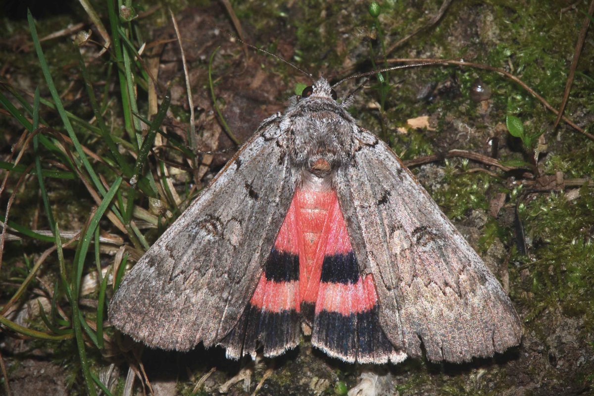 Бабочка рыжая Павлиноглазка
