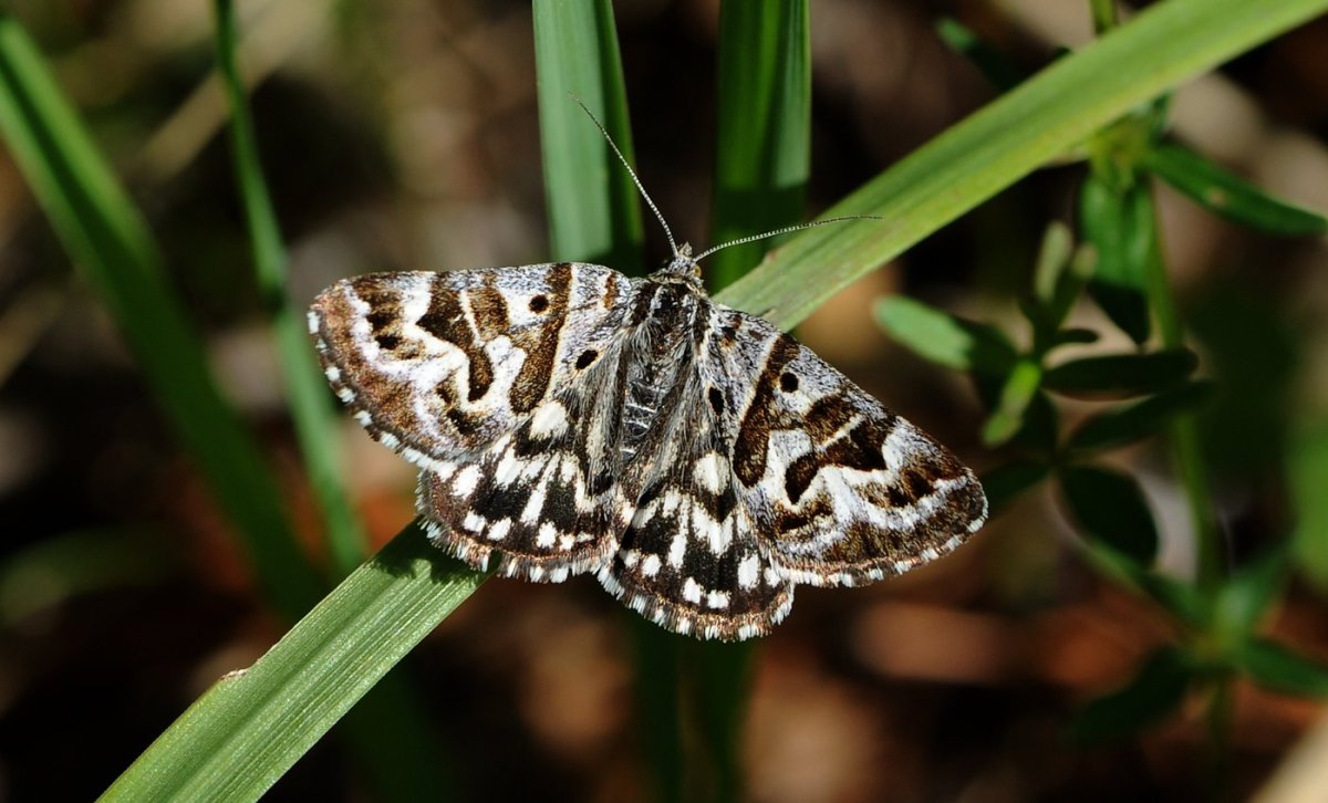 Сатурния Грушевая бабочка