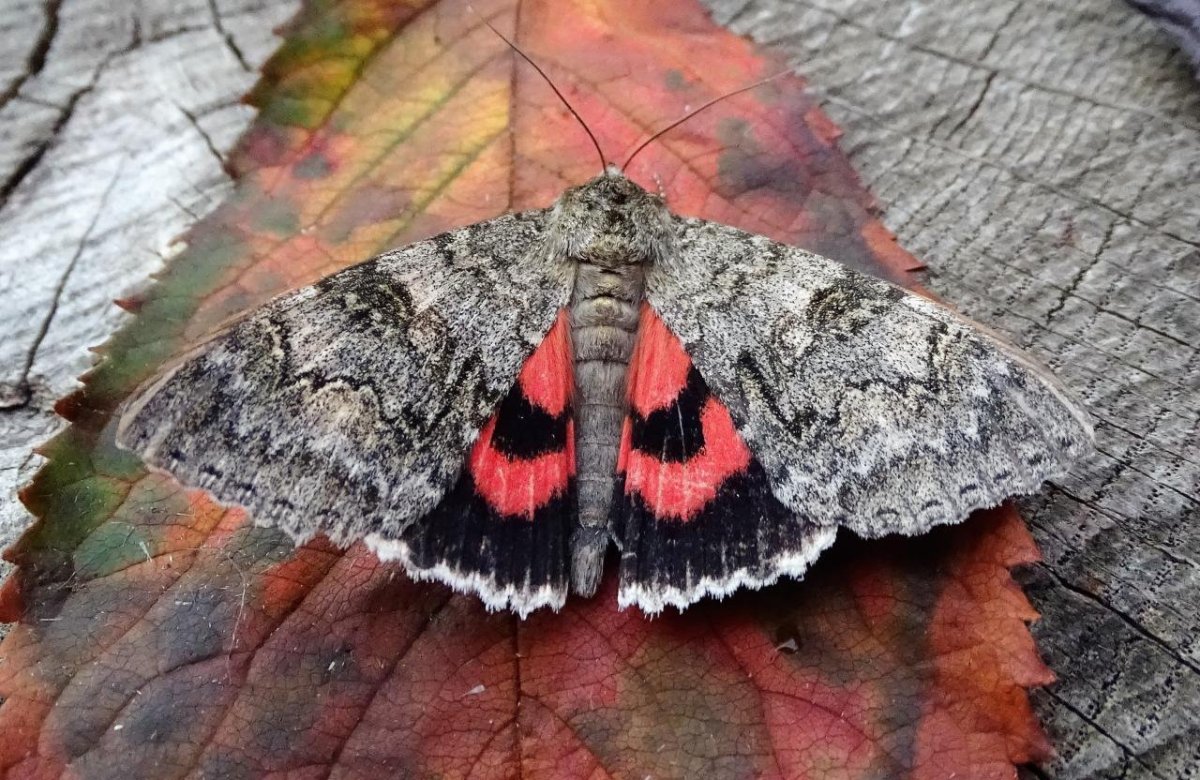 Павлиноглазка малая Saturnia Pavonia