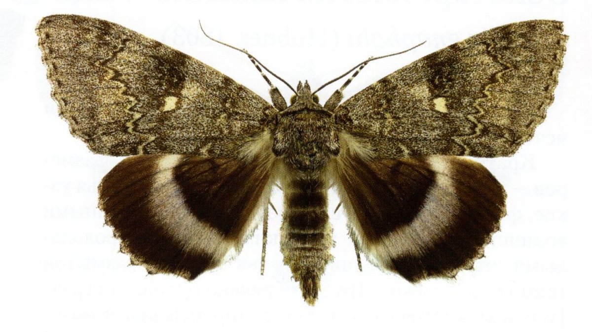 Павлиноглазка атлас