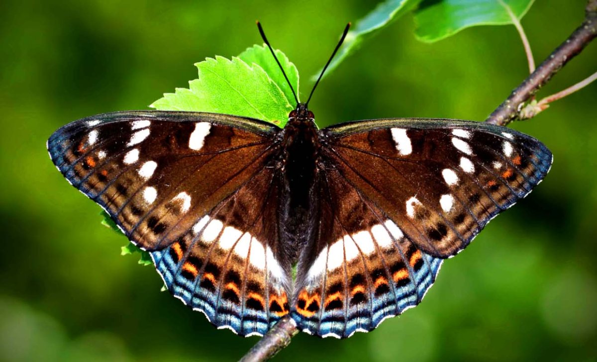 Крылья Переливница Ивовая