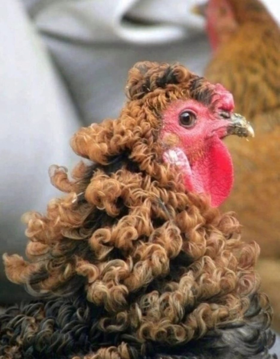 Бойцовые куры Шамо