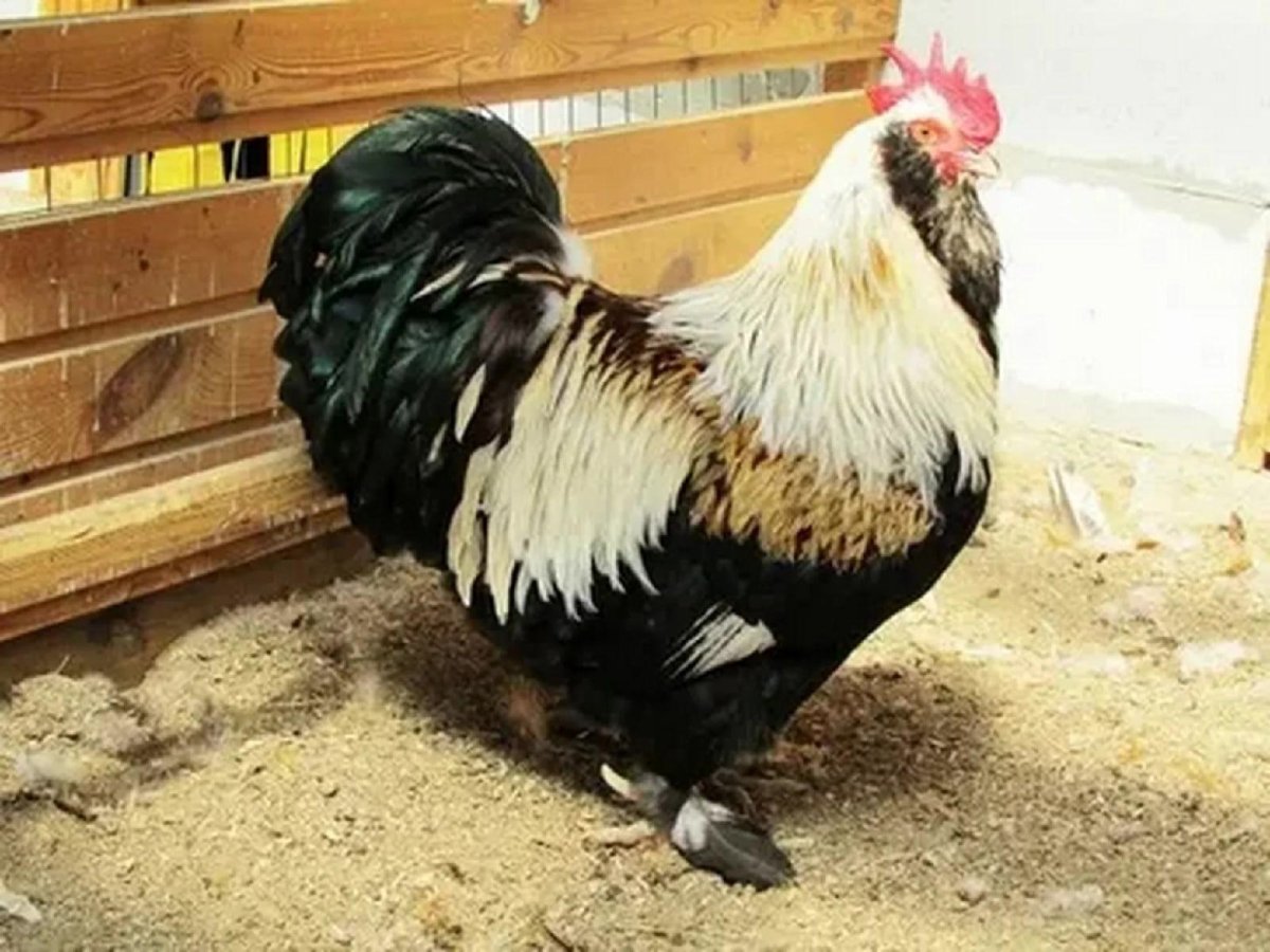 Андалузская курица