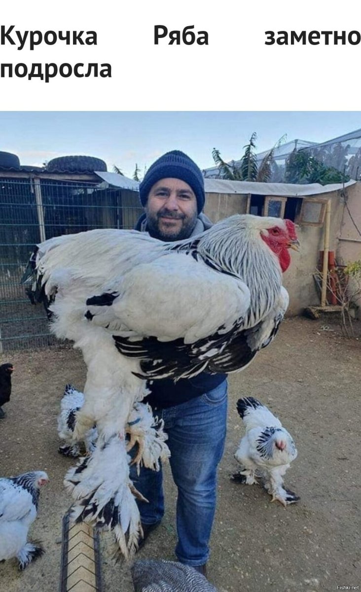 Петух породы Брама