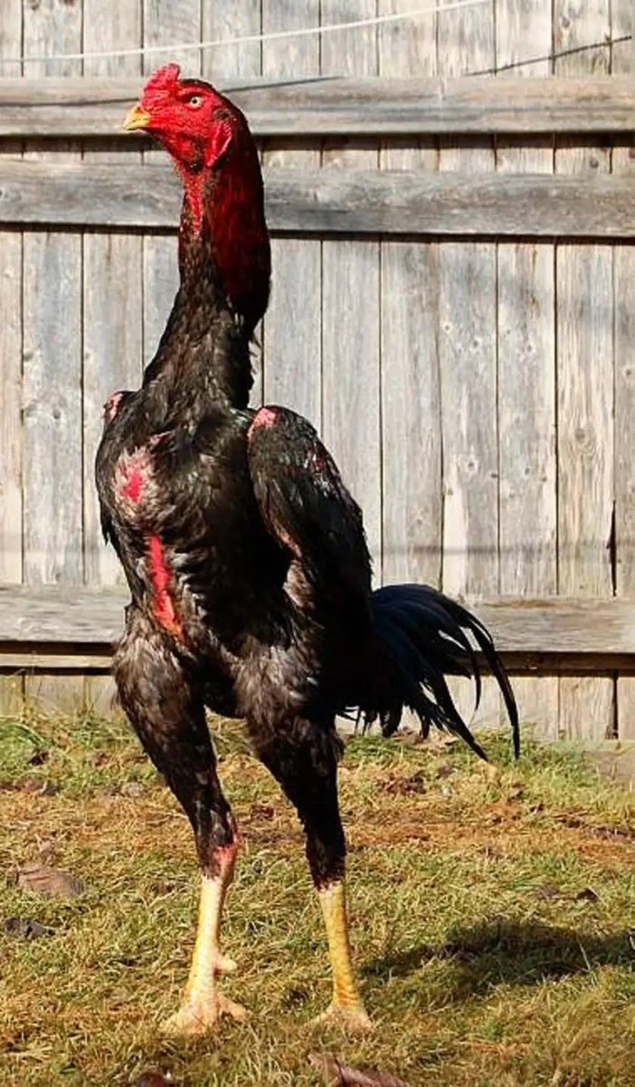 Черный петух порода