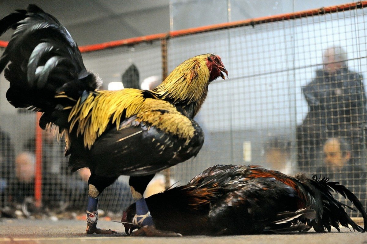 Маран кукушечный