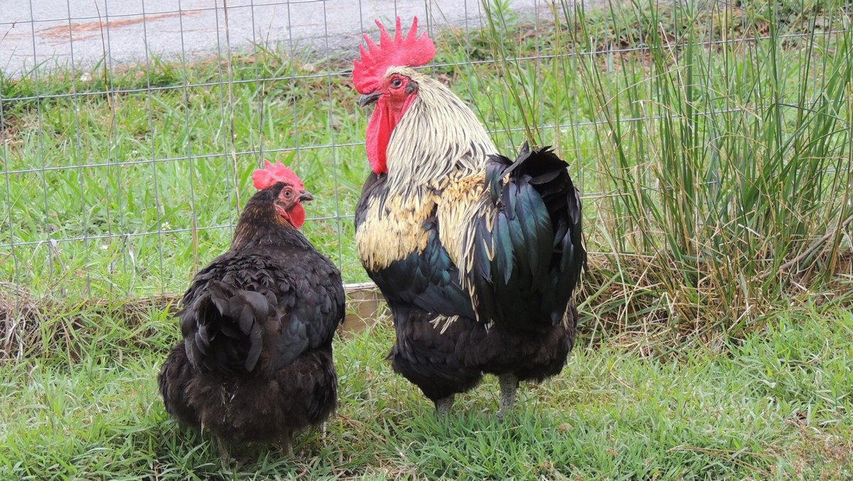 Приколы про кур