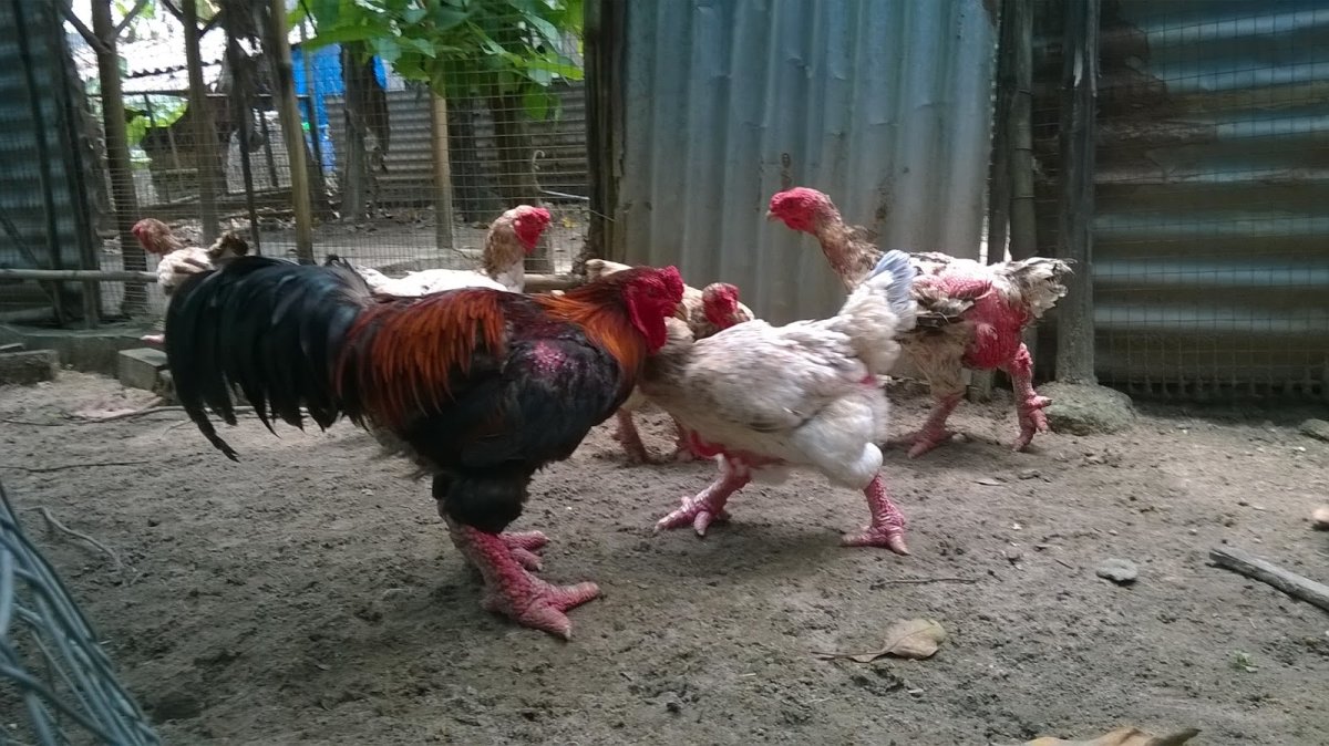 Петушиный бой Бойцовый петух