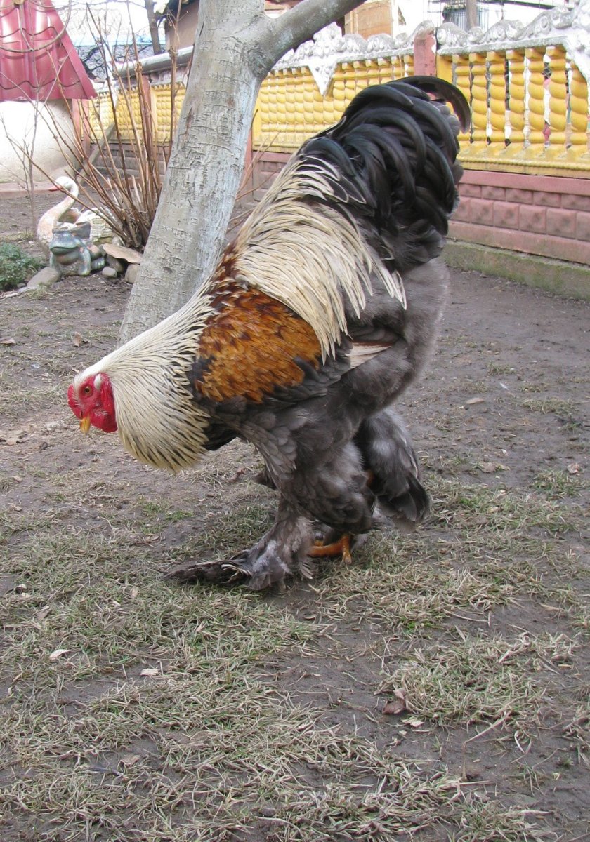 Петух гигант Брама .