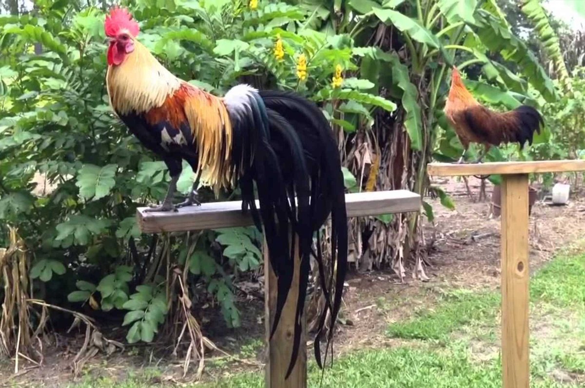 Петух Аям Цемани