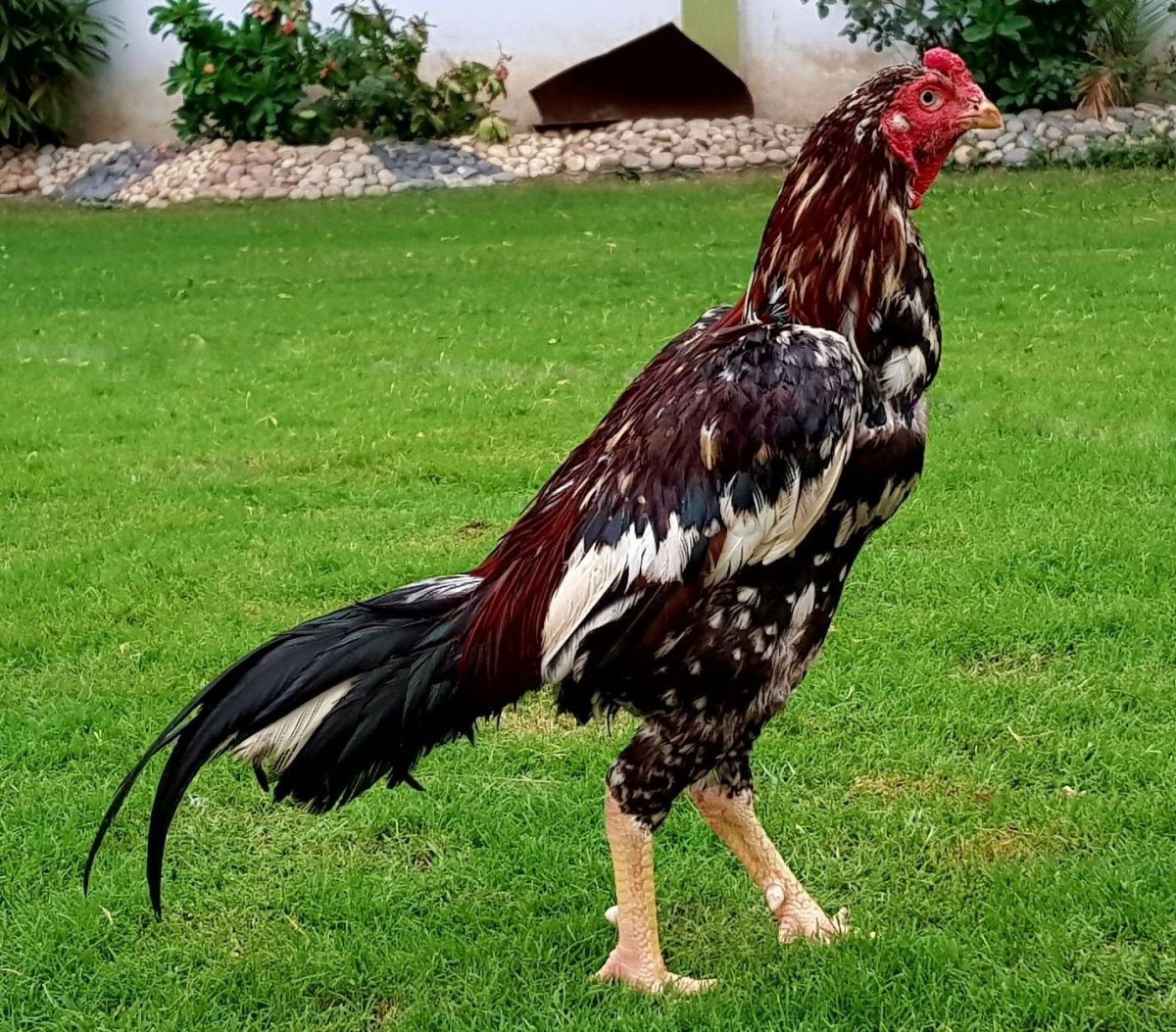 Огромный петух