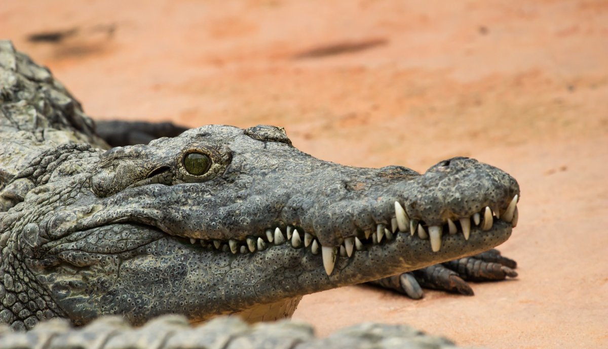 Шерстистый крокодил