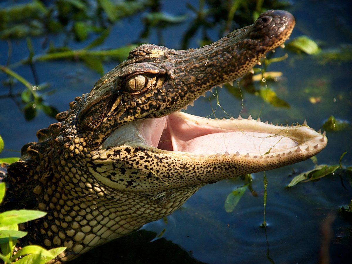 Тропический крокодил