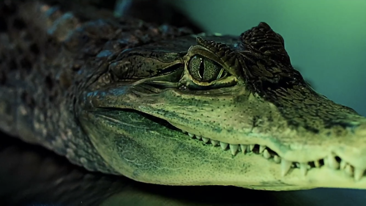 Упоротый крокодил