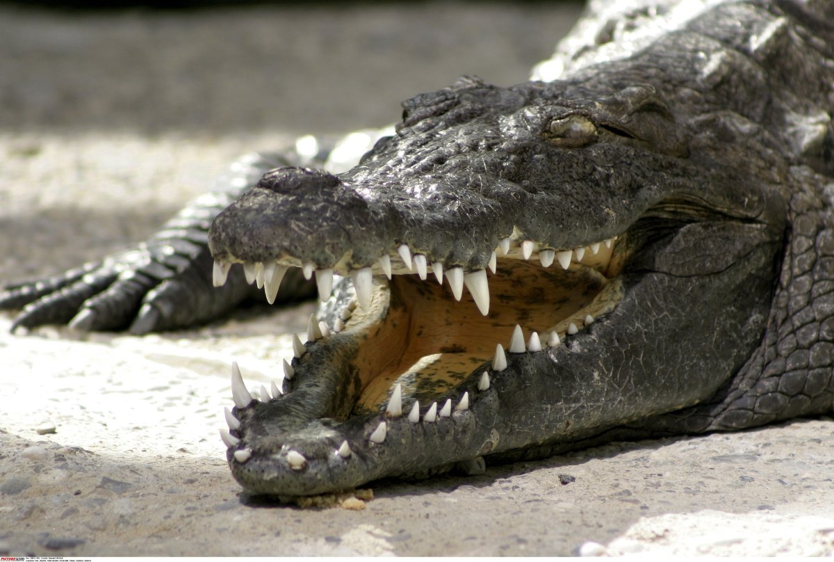 Гребнистый крокодил зубы