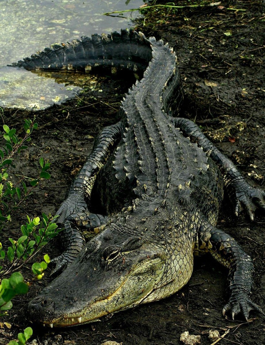 Эверглейдс Аллигаторы