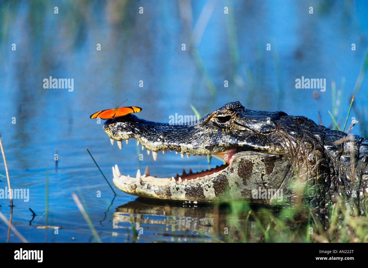 Интересные крокодилы