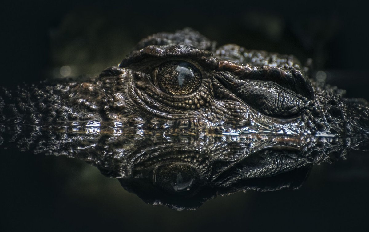 Аллигатор 4к