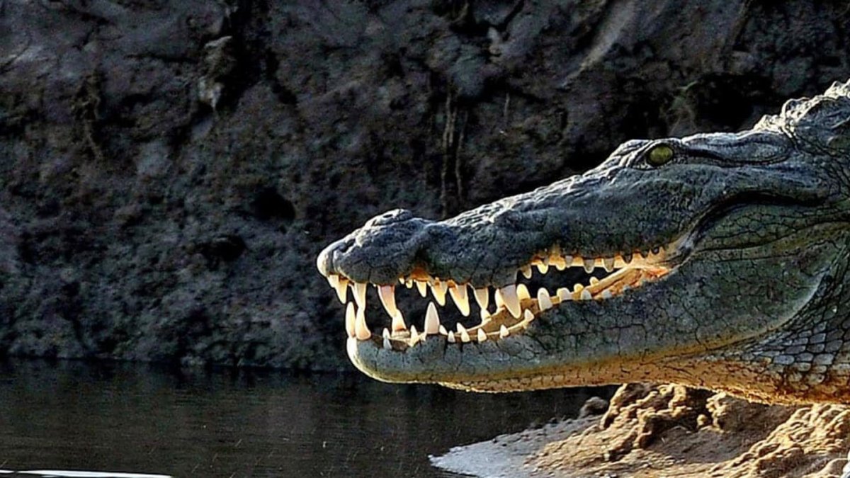 Гребнистый крокодил Эстетика