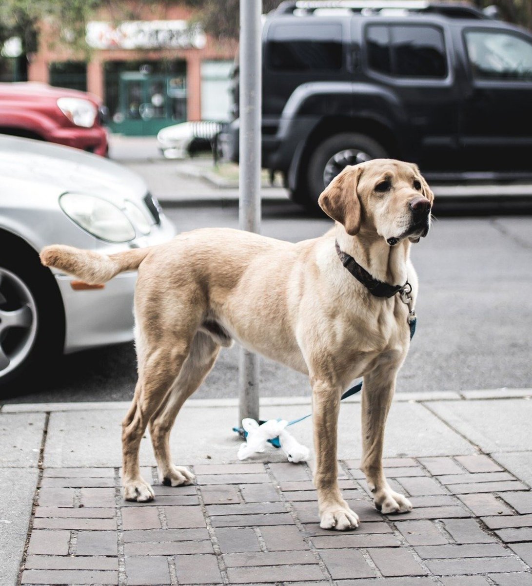 Барон лабрадор