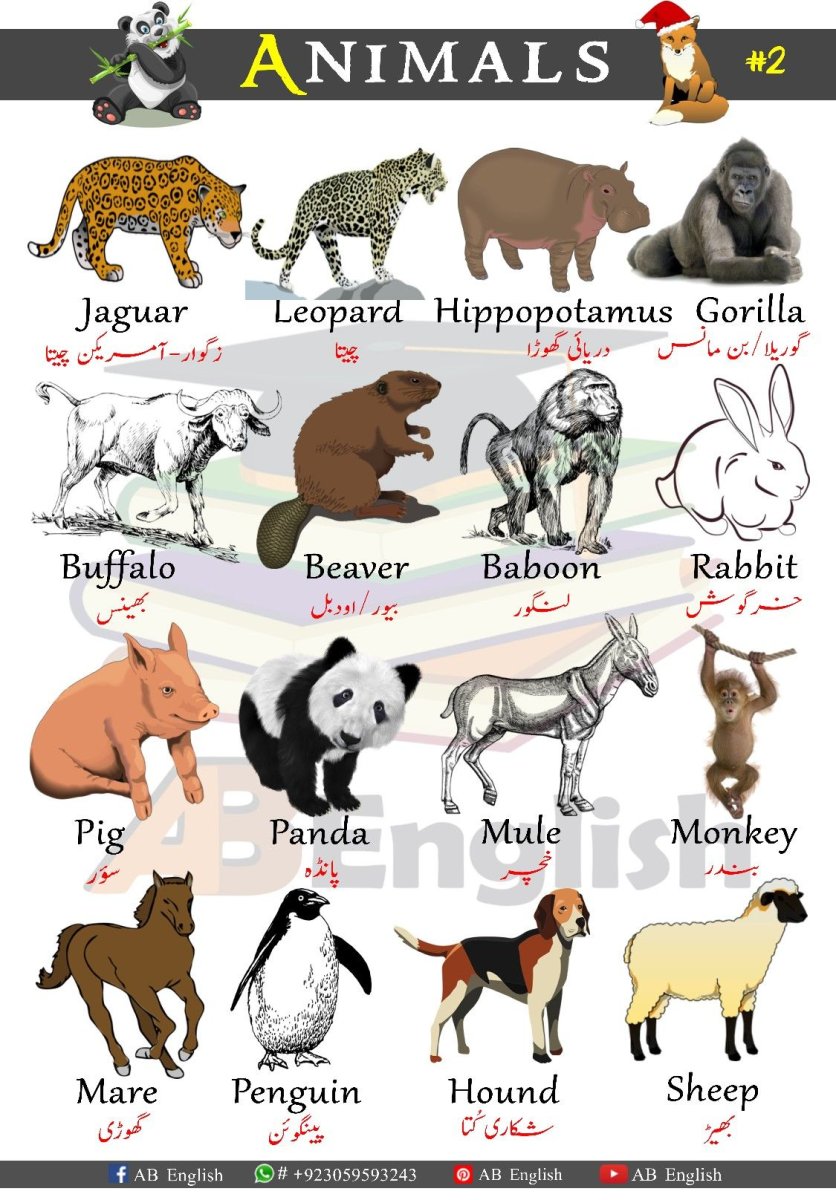 Американский булли классификация