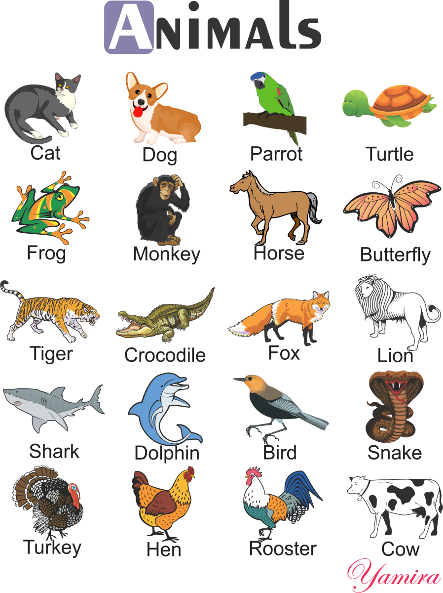 Названия животных на английском