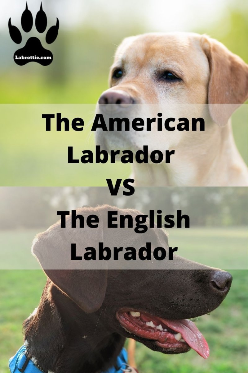 Лабрадор ретривер американский Тип